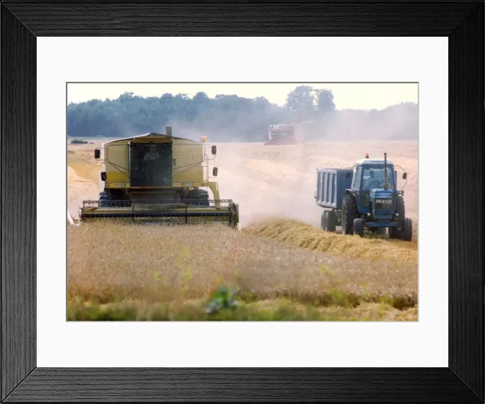 Framed Print : A combine harvester bringing in the harvest before the weather turns Framed Print : A combine harvester bringing in the harvest before the weather turns