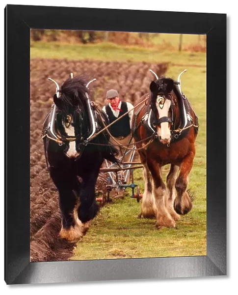 Two Shire horses Duke (black) and Sam plough a field in the old Manor at Beamish Open