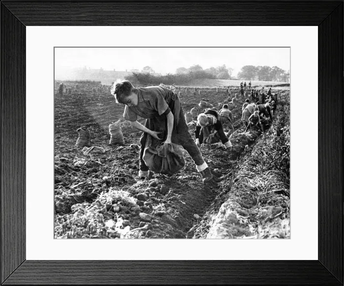 Framed Print : An army of people potato or tattie picking on a farm at Pity Me in October 1962