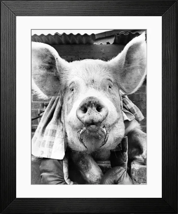 Framed Print : A pig wearing boxing gloves and a towel Framed Print : A pig wearing boxing gloves and a towel