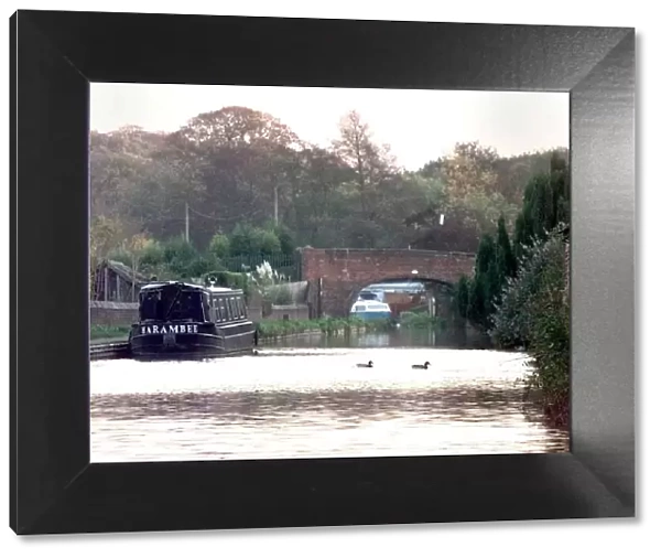 Ducks enjoy an autumn swim on the canal at Atherstone