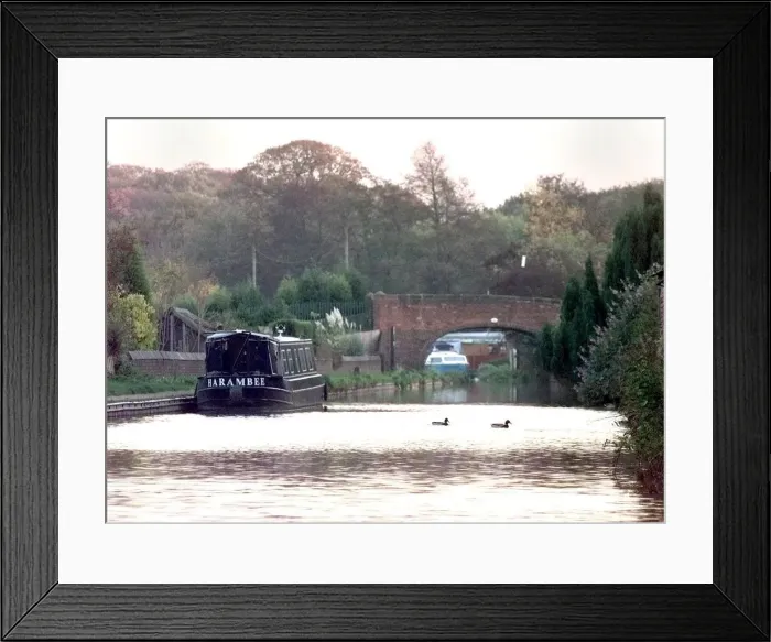 Framed Print : Ducks enjoy an autumn swim on the canal at Atherstone Framed Print : Ducks enjoy an autumn swim on the canal at Atherstone