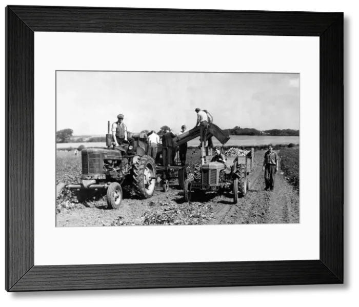 Framed Print : Potato or Tattie picking is no longer the back breaking job it used to be Framed Print : Potato or Tattie picking is no longer the back breaking job it used to be