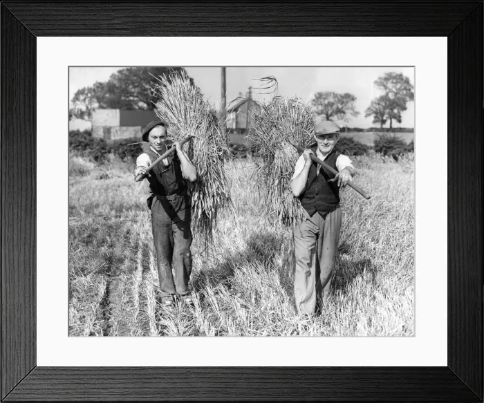 Framed Print : Farm hands bringing in the harvest in the sunshine at Pecks House Farm, Westerhope