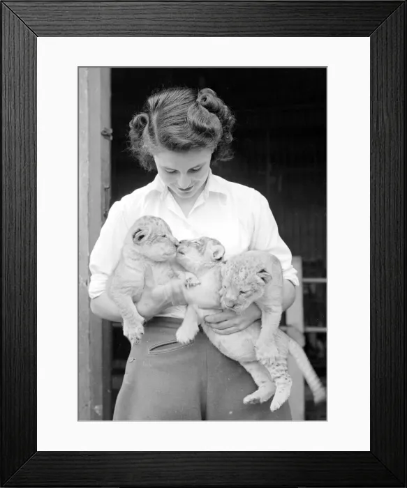 Framed Print : Leopard Cubs with their young female keeper we believe at London Zoo Circa 1957 Framed Print : Leopard Cubs with their young female keeper we believe at London Zoo Circa 1957