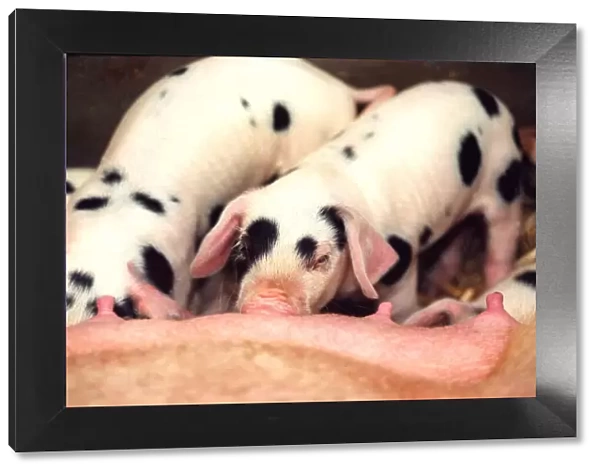 Some piglets at feeding time