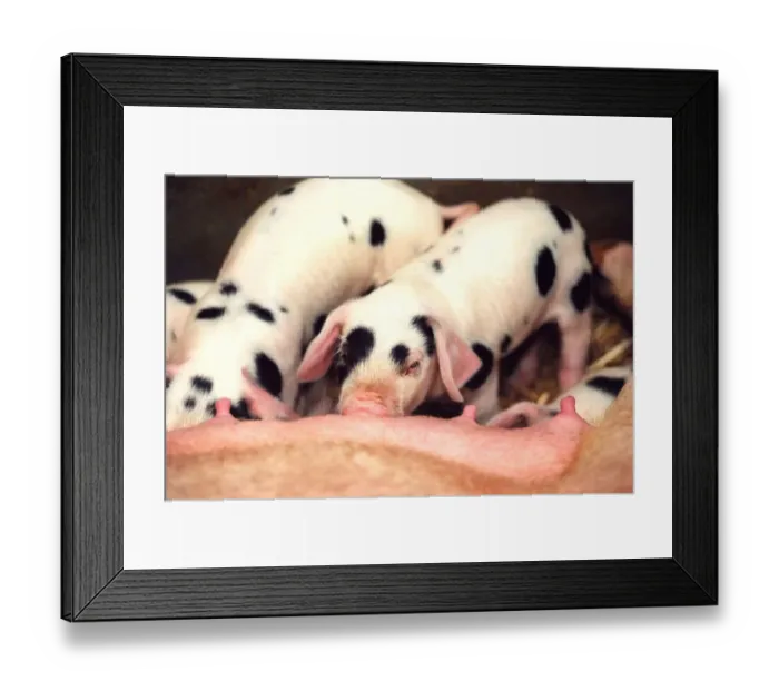 Framed Print : Some piglets at feeding time Framed Print : Some piglets at feeding time