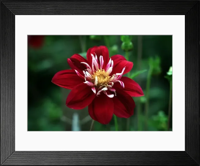 Framed Print : The beautiful Libretto Dahlia at Baddesley Clinton. 1999 Framed Print : The beautiful Libretto Dahlia at Baddesley Clinton. 1999