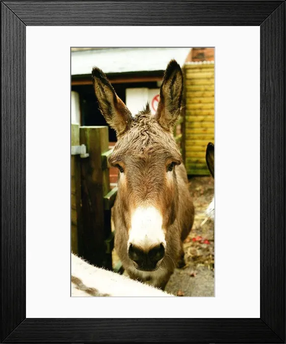 Framed Print : Donkeys at the Elisabeth Svendsen Trust in Sutton Park Framed Print : Donkeys at the Elisabeth Svendsen Trust in Sutton Park