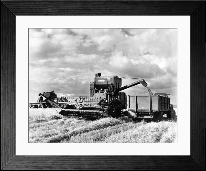 Framed Print : Two combine harvesters at work at once and less field hands makes harvesting quicker Framed Print : Two combine harvesters at work at once and less field hands makes harvesting quicker