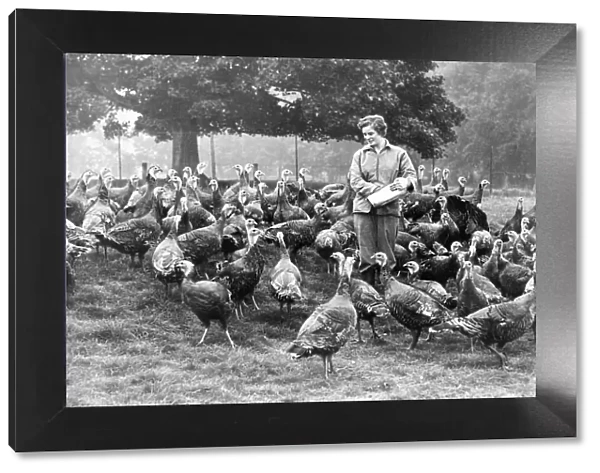 Feeding time at the Humhaugh turkey farm