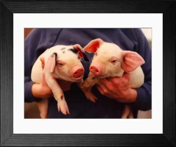 Framed Print : Two piglets being carried Framed Print : Two piglets being carried