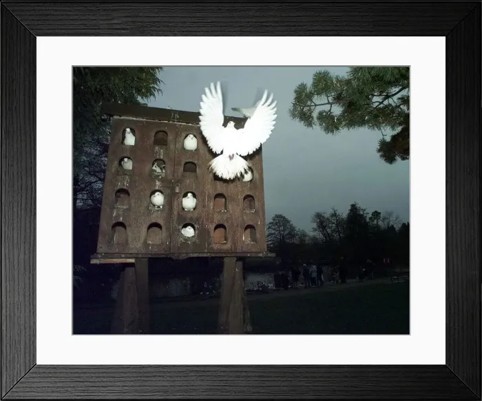 Framed Print : Whilst their hardy brothers and sisters swim on the lake in Brueton park (background Framed Print : Whilst their hardy brothers and sisters swim on the lake in Brueton park (background