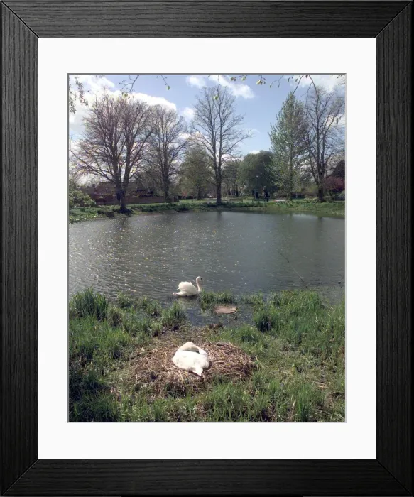 Framed Print : Long Itchington. The village pond with its resident nesting Swans Framed Print : Long Itchington. The village pond with its resident nesting Swans