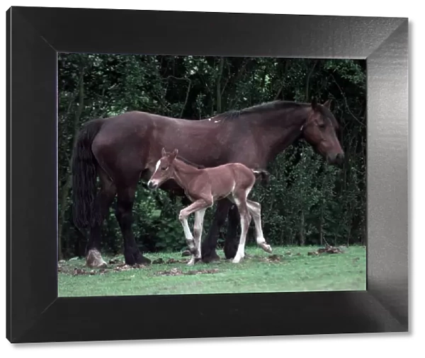 Rosie the horse with her foal at Walsall Wood