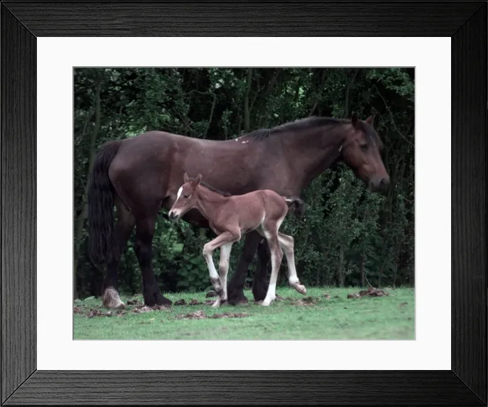 Framed Print : Rosie the horse with her foal at Walsall Wood
