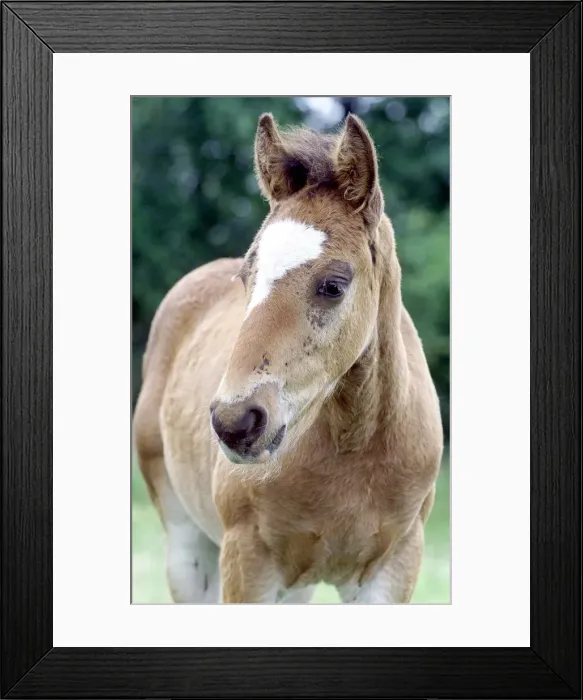 Framed Print : Young foal whos mother has been taken away by the council leaving the foal pining Framed Print : Young foal whos mother has been taken away by the council leaving the foal pining