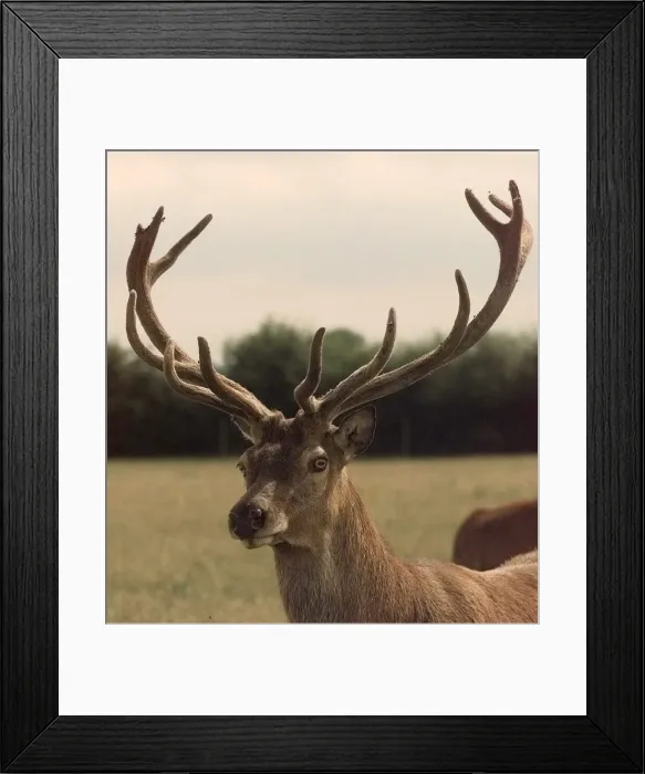 Framed Print : Breeding stag, deer. Knowle. 1998