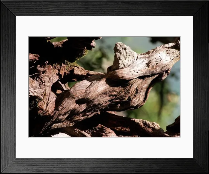 Framed Print : Tree estimated to be over three hundred years old in the mountains of Lazio Italy Framed Print : Tree estimated to be over three hundred years old in the mountains of Lazio Italy