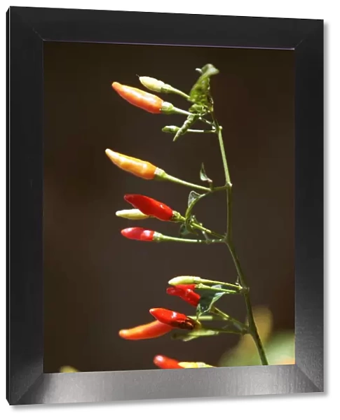 Chilli plant in the field, of Paul McIlhenny, on his Avery Island estate home of