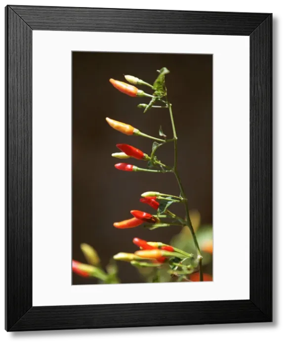 Framed Print : Chilli plant in the field, of Paul McIlhenny, on his Avery Island estate home of Framed Print : Chilli plant in the field, of Paul McIlhenny, on his Avery Island estate home of