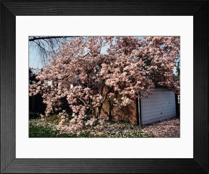 Framed Print : Magnolia Trees Framed Print : Magnolia Trees
