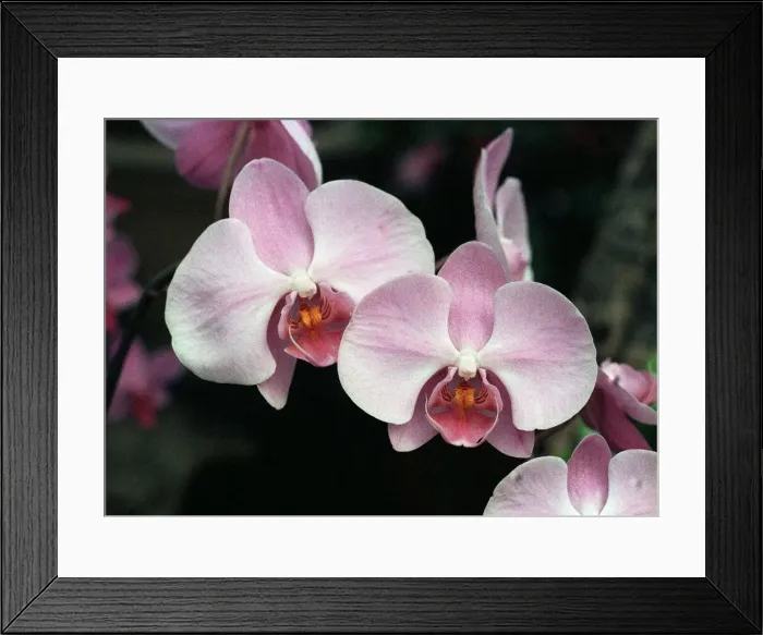 Framed Print : Phalaenopsis Orchid