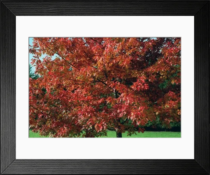 : Trees - Autumn Colours : Trees - Autumn Colours