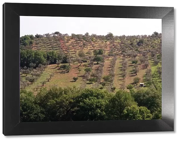 Olives - Olive Groves in the Monte Sabbini area Sixty Miles from Rome
