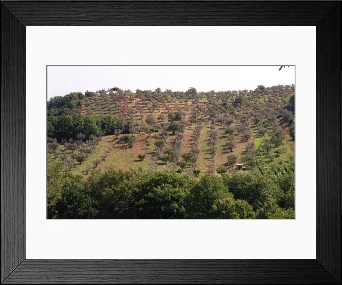 Framed Print : Olives - Olive Groves in the Monte Sabbini area Sixty Miles from Rome Framed Print : Olives - Olive Groves in the Monte Sabbini area Sixty Miles from Rome