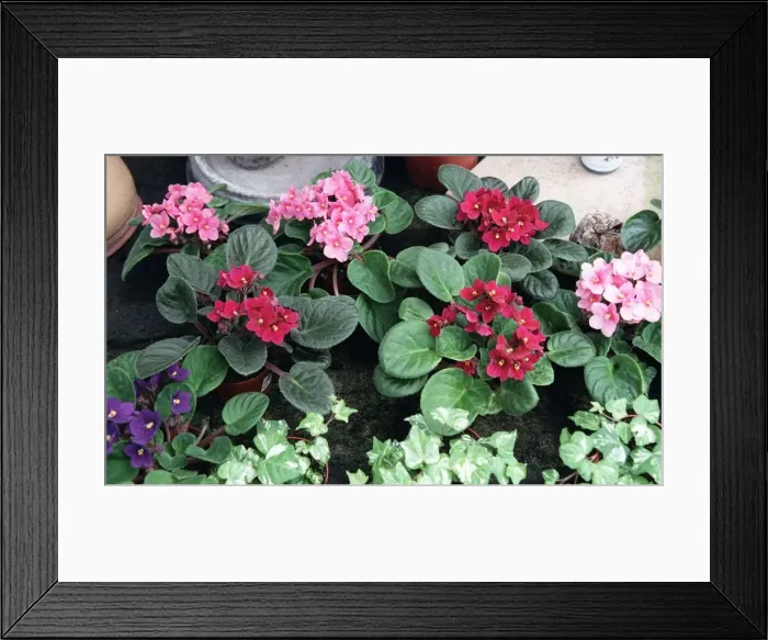 Framed Print : Plants Violets Framed Print : Plants Violets