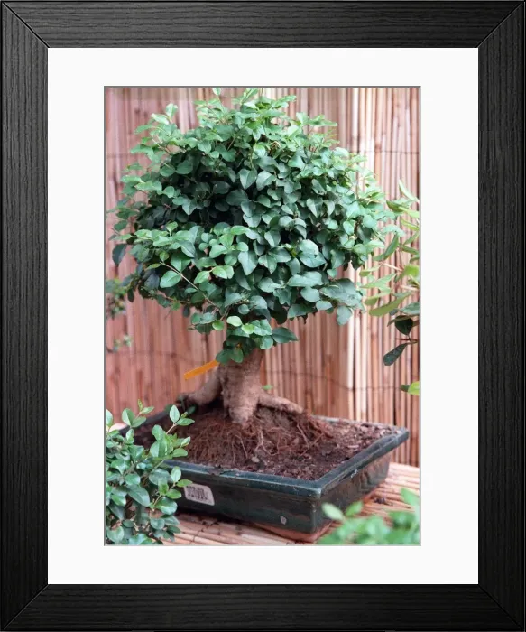 Framed Print : Bonsai Tree Framed Print : Bonsai Tree