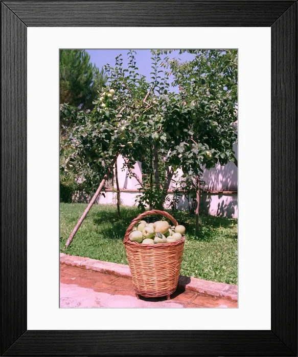 Framed Print : Apples Italy Apple Tree