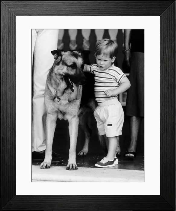 Framed Print : Prince Harry befriends the family dog Arkie. Rest of this picture set Framed Print : Prince Harry befriends the family dog Arkie. Rest of this picture set