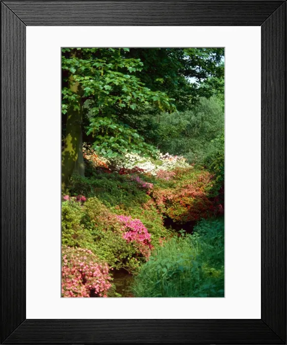 Framed Print : Flowers, Shrubs and Tress in Bushey Park, Hertfordshire 1978 Framed Print : Flowers, Shrubs and Tress in Bushey Park, Hertfordshire 1978