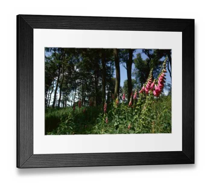 Framed Print : Wild flowers grow in the shade of Beachwood near Rotherfield Peppard in Oxon