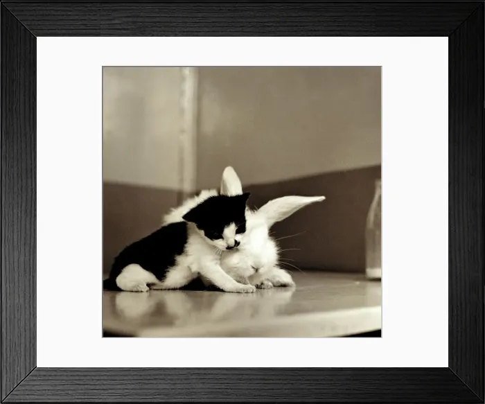 Framed Print : Friendship between a kitten and rabbit 1959