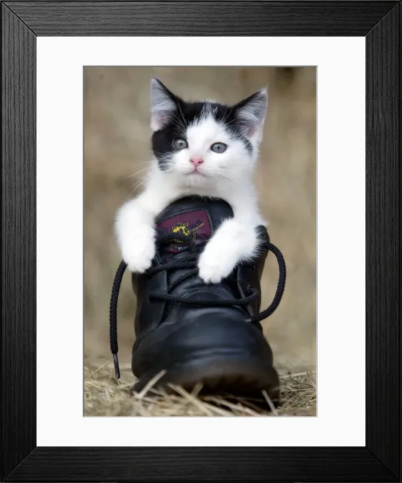 Framed Print : Puss in boots Abandoned kittens at West Farm kennels ( near Ponteland Framed Print : Puss in boots Abandoned kittens at West Farm kennels ( near Ponteland