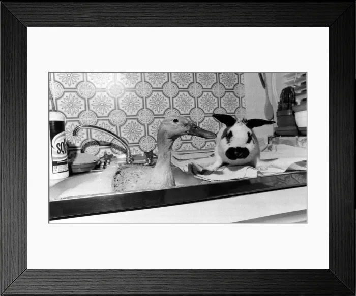 Framed Print : Jemima Puddleducks bath-time drives everyone quackers unless her good friend Flop