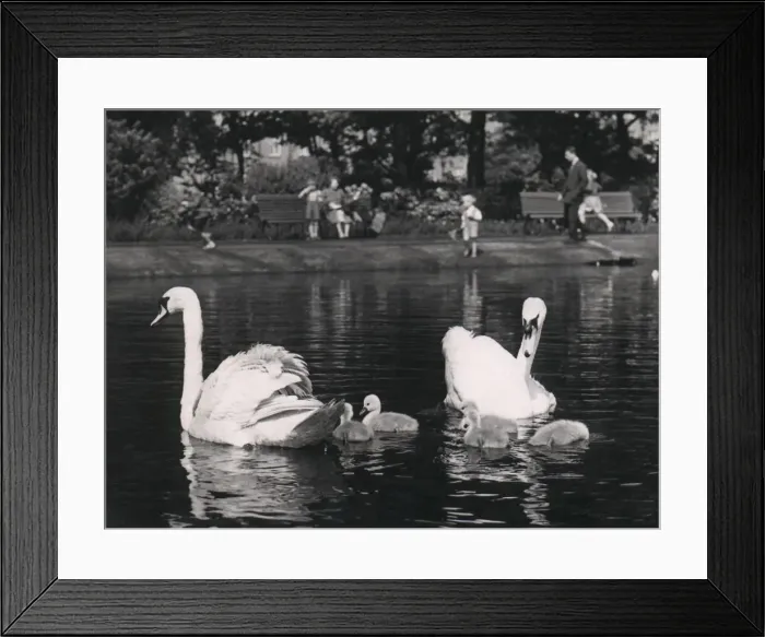Framed Print : Swans at Leazes Park, Newcastle in 1953. Bird Framed Print : Swans at Leazes Park, Newcastle in 1953. Bird