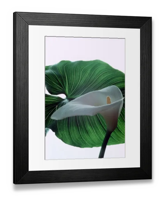 Framed Print : Calla Lily - Zantedeschia Aethiopica - August 1979 ecard09