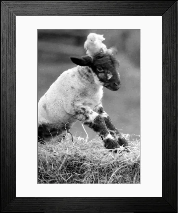 Framed Print : Best friends chick and lamb enjoy the spring sunshine in the run up to Easter. 29 / 3 / 1988 Framed Print : Best friends chick and lamb enjoy the spring sunshine in the run up to Easter. 29 / 3 / 1988