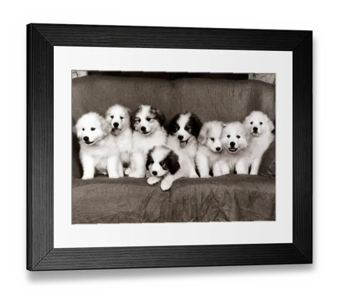 Framed Print : Pyrenean Mountain Dog Puppies - January 1986 8 pups on a sofa A©mirrorpix