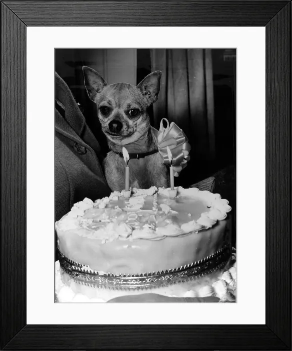 Framed Print : The late actress Coral Brown who threw a birthday party for Charlie her Chohuahua Framed Print : The late actress Coral Brown who threw a birthday party for Charlie her Chohuahua