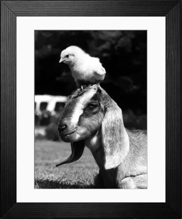 Framed Print : Animal Friends - Goat and Chick Silly Billy a long-eared Nubian goat Framed Print : Animal Friends - Goat and Chick Silly Billy a long-eared Nubian goat