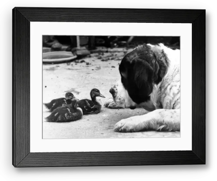 Framed Print : Animal Friends - Dog and Birds Bess the St. Bernard and her duckling friends Framed Print : Animal Friends - Dog and Birds Bess the St. Bernard and her duckling friends
