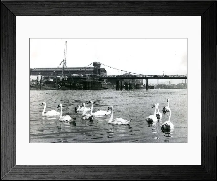 Framed Print : Swans on the river Tyne near the Scotswood Railway Bridge Bird Framed Print : Swans on the river Tyne near the Scotswood Railway Bridge Bird