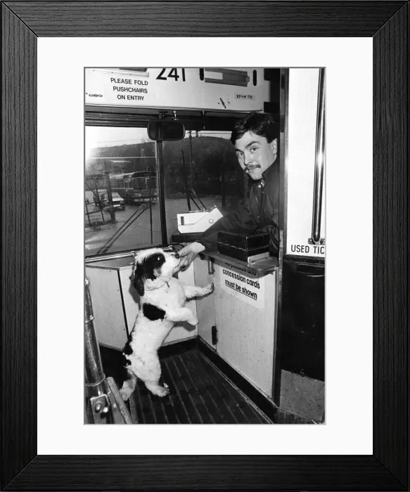 Framed Print : Sweep the dog getting his Rover ticket from driver Ian Prosser. 17th March1987 Framed Print : Sweep the dog getting his Rover ticket from driver Ian Prosser. 17th March1987