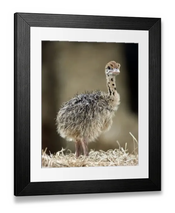 Framed Print : Baby Ostrich at the West Midland Safari Park, Bewdley