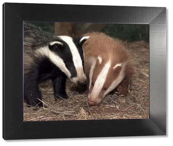 Eric the red badger cub with his playmate Erica a traditionally coloured cub at the Vale